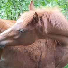 Anden særlig race Enghavegårds Shan