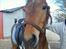Pinto Robin - Loppe *Solgt* - Hygge d. 27-04-2012.<3