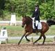 Hollandsk Sportspony Orchid's Dynamite