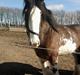 Clydesdale Howgillside Ideal Boy (RIP)