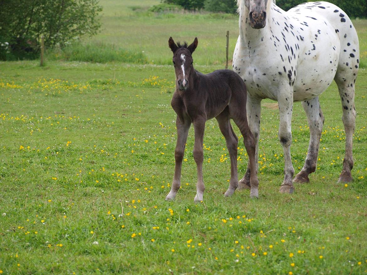 Anden særlig race Flicka billede 1