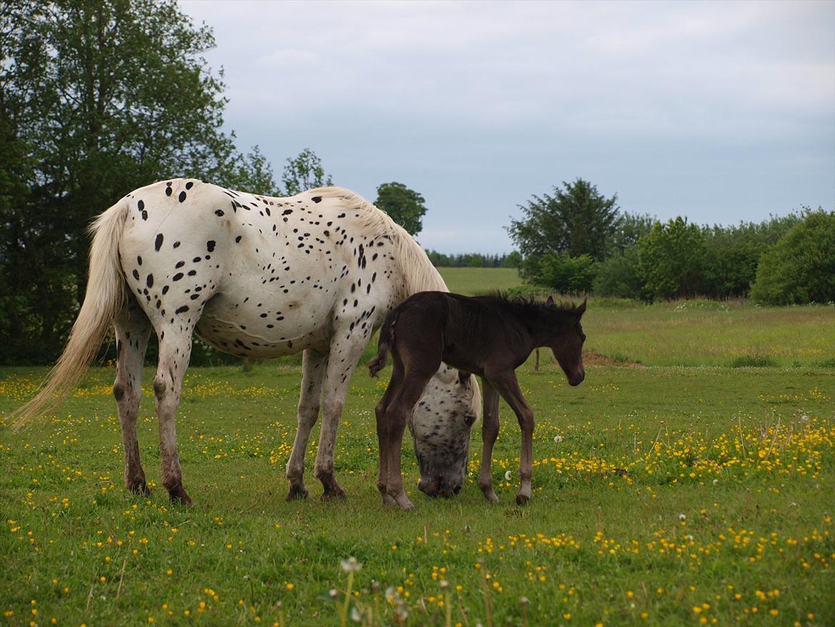 Anden særlig race Flicka billede 2