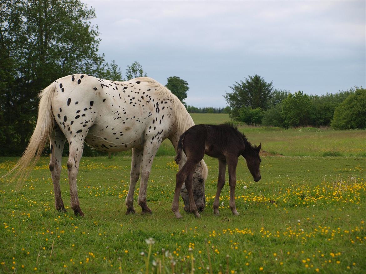 Anden særlig race Flicka billede 3