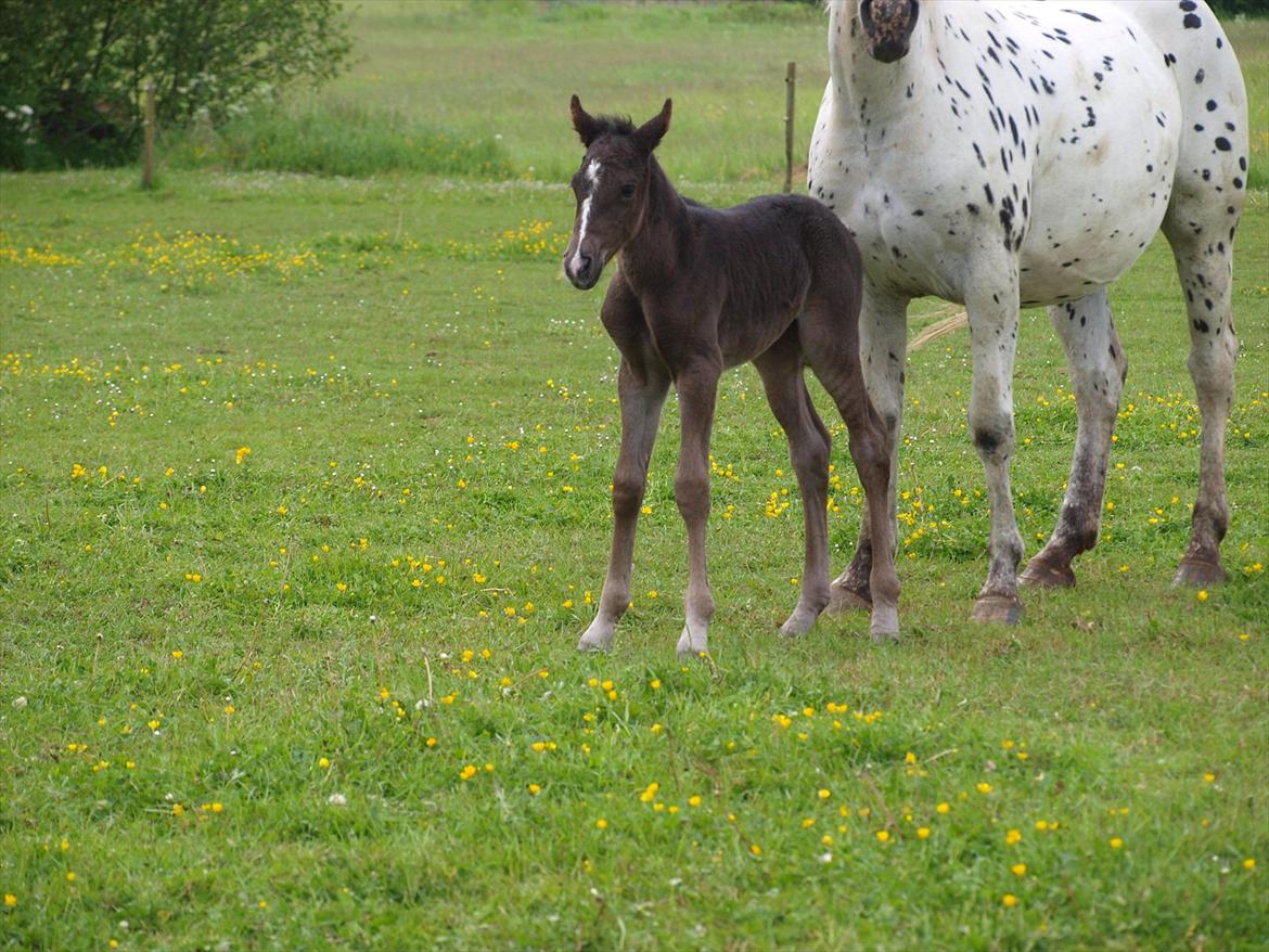 Anden særlig race Flicka billede 4