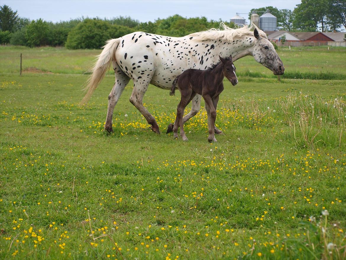 Anden særlig race Flicka billede 5
