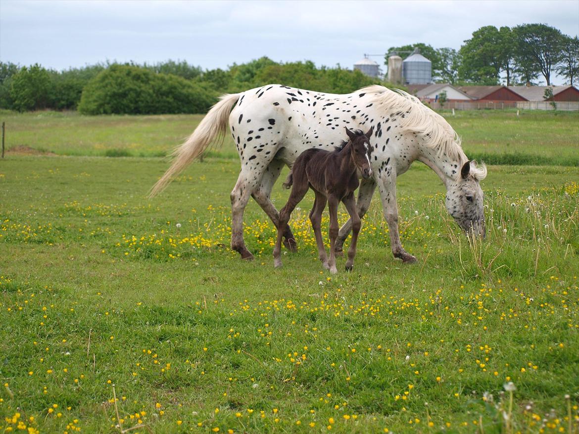 Anden særlig race Flicka billede 6