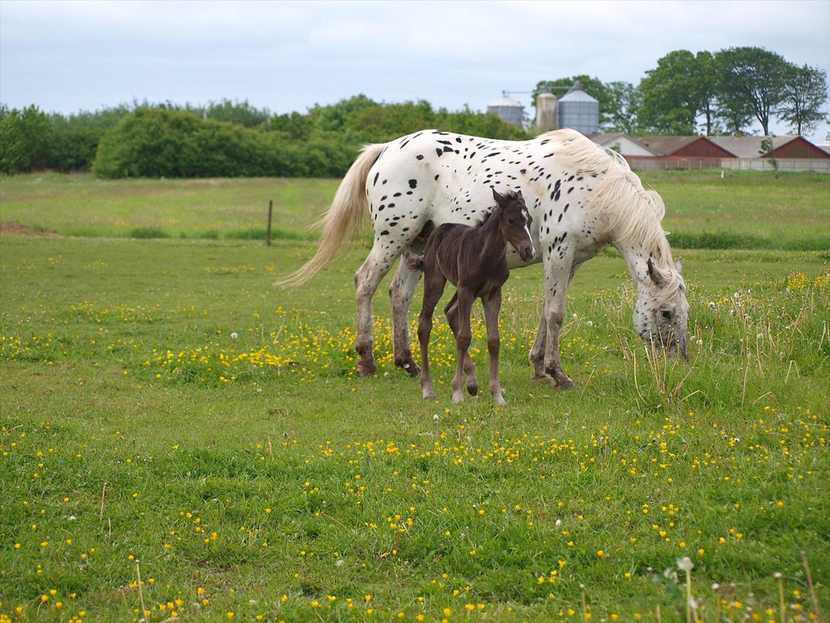Anden særlig race Flicka billede 7