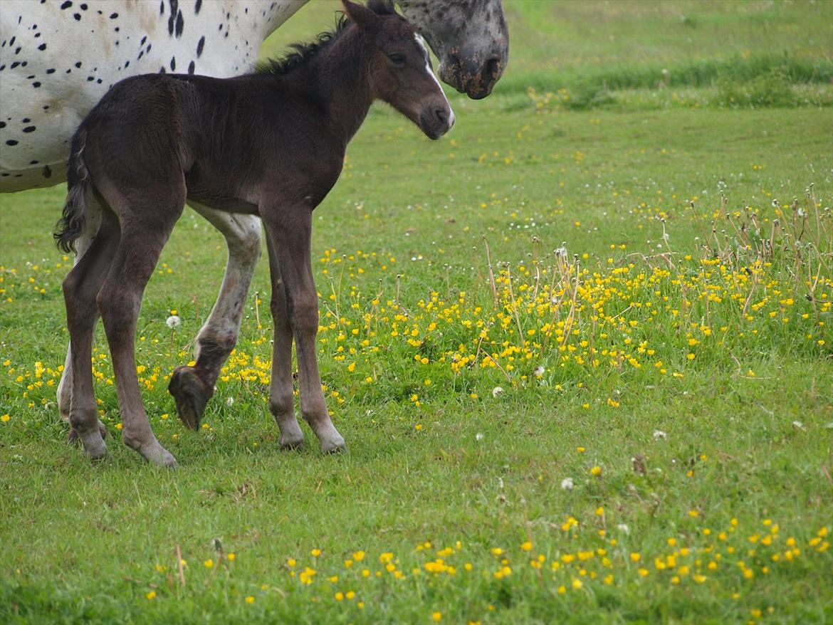 Anden særlig race Flicka billede 8