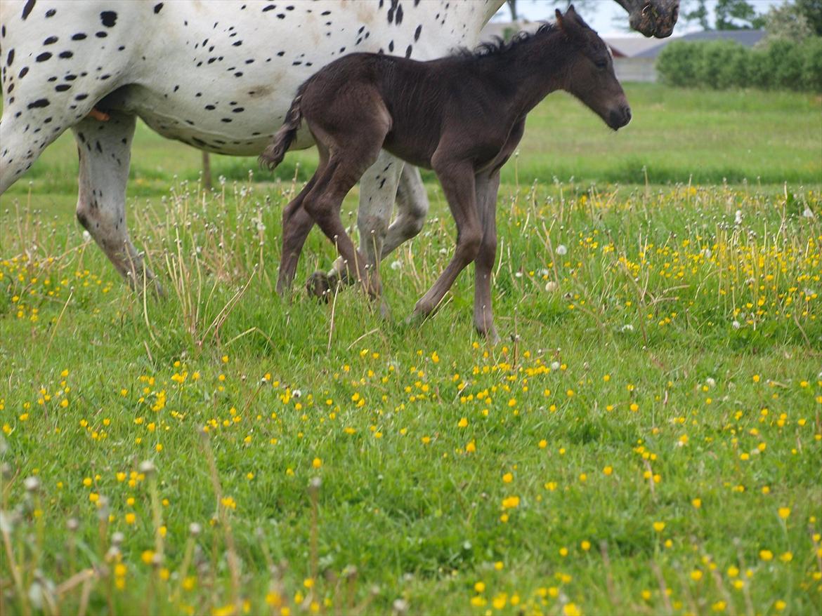Anden særlig race Flicka billede 11