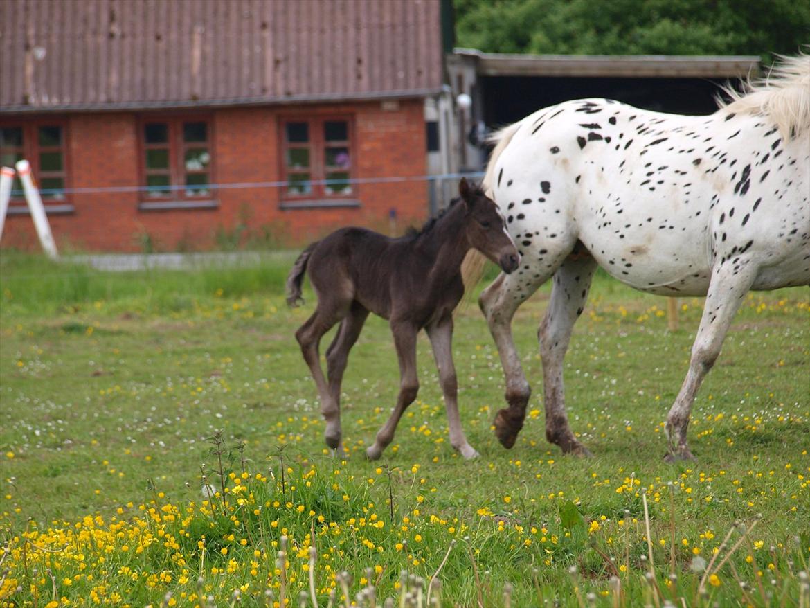 Anden særlig race Flicka billede 12