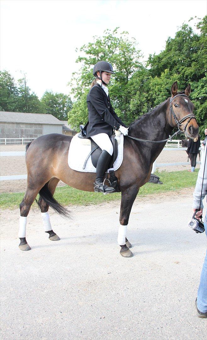 Anden særlig race Andriano billede 4