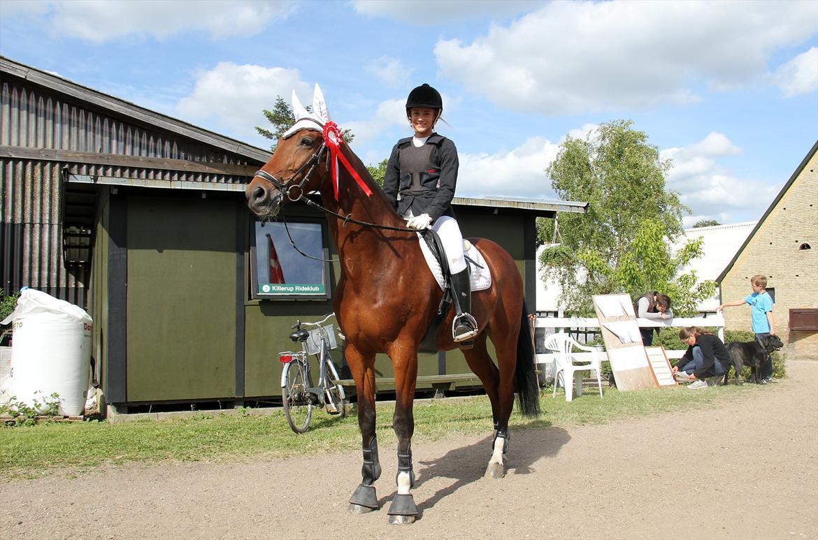 Dansk Varmblod CAMMELOT - Vinder af LD. Stævne på Killerup Rideklub d. 3 juni 2012 billede 13