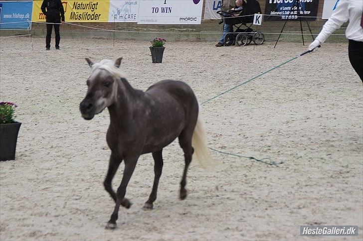 Amerikansk Miniature Humhills Showin Up A Storm billede 10