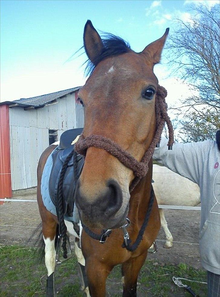 Pinto Robin - Loppe *Solgt* - Hygge d. 27-04-2012.<3 billede 4