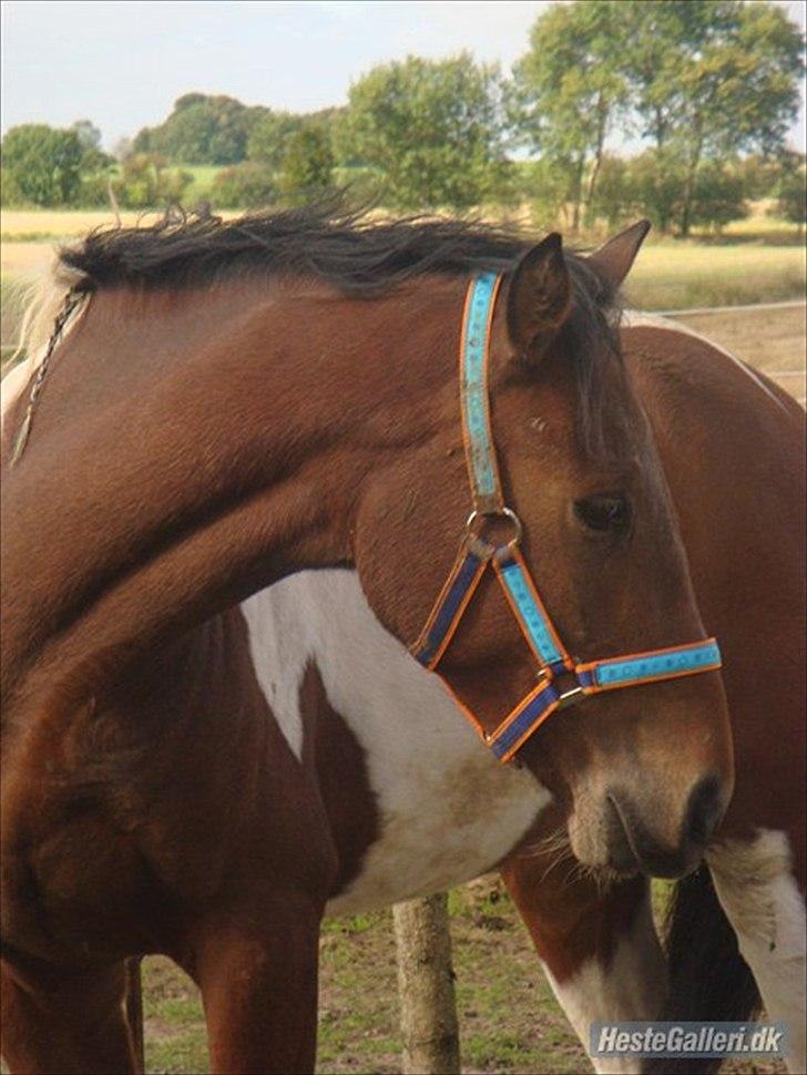 Pinto Robin - Loppe *Solgt* - Dejlige dreng! billede 14