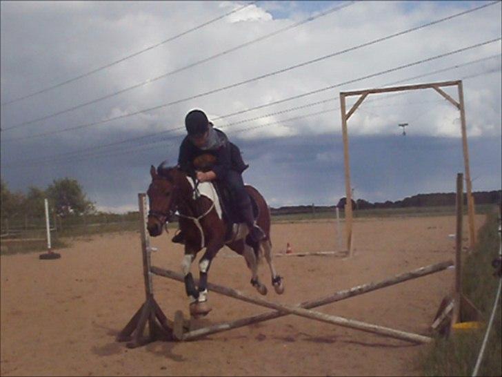 Pinto Robin - Loppe *Solgt* - Spring d. 02-06-2012. :-)) billede 11