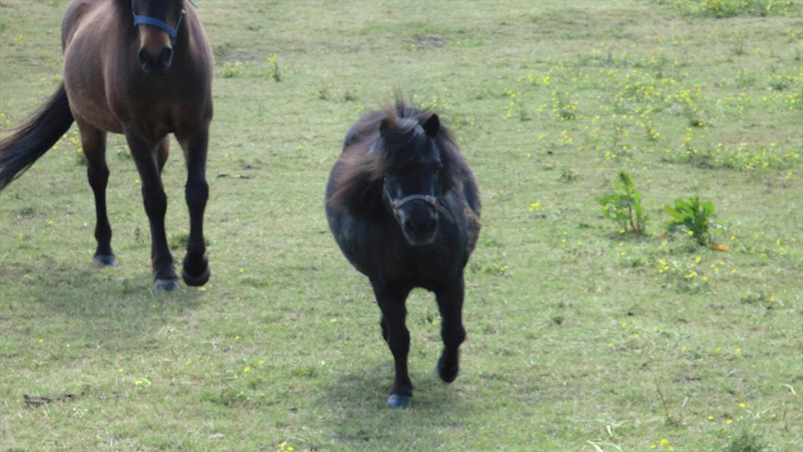Shetlænder Lise billede 1