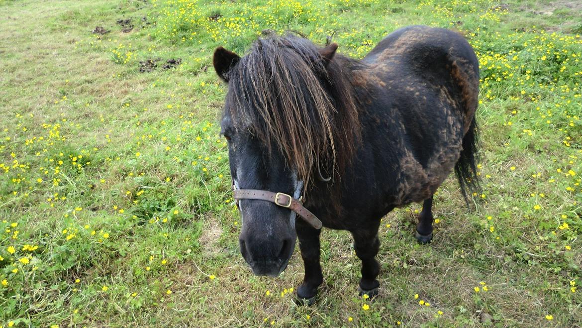 Shetlænder Lise billede 2