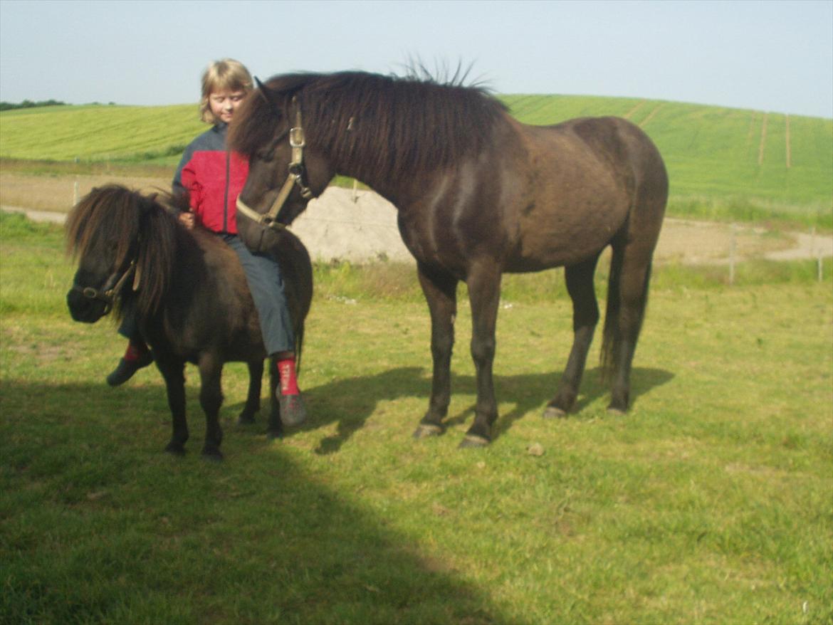 Shetlænder Lise billede 3