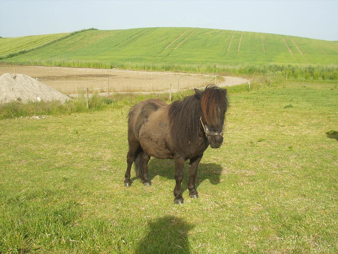 Shetlænder Lise billede 4