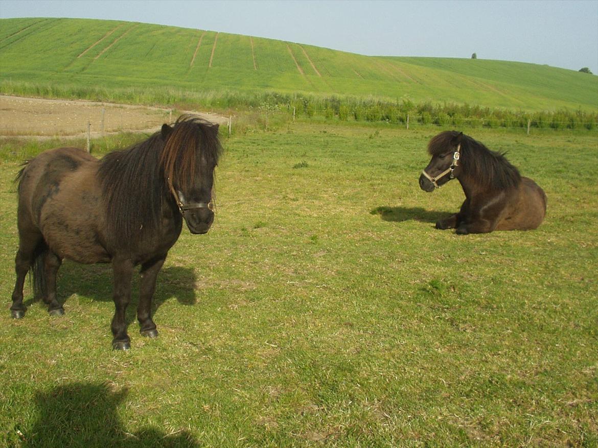 Shetlænder Lise billede 5