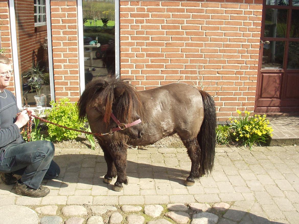 Shetlænder Lise billede 6