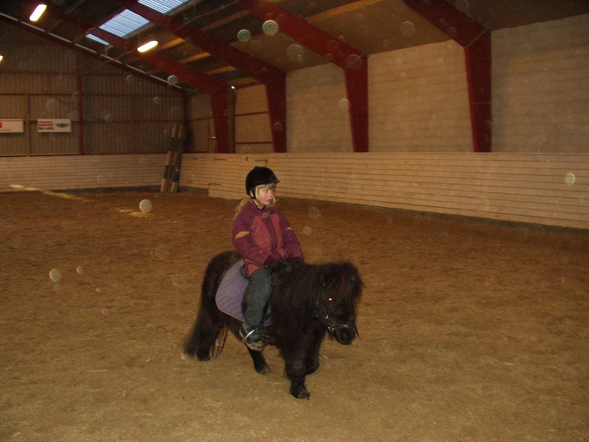 Shetlænder Lise billede 7