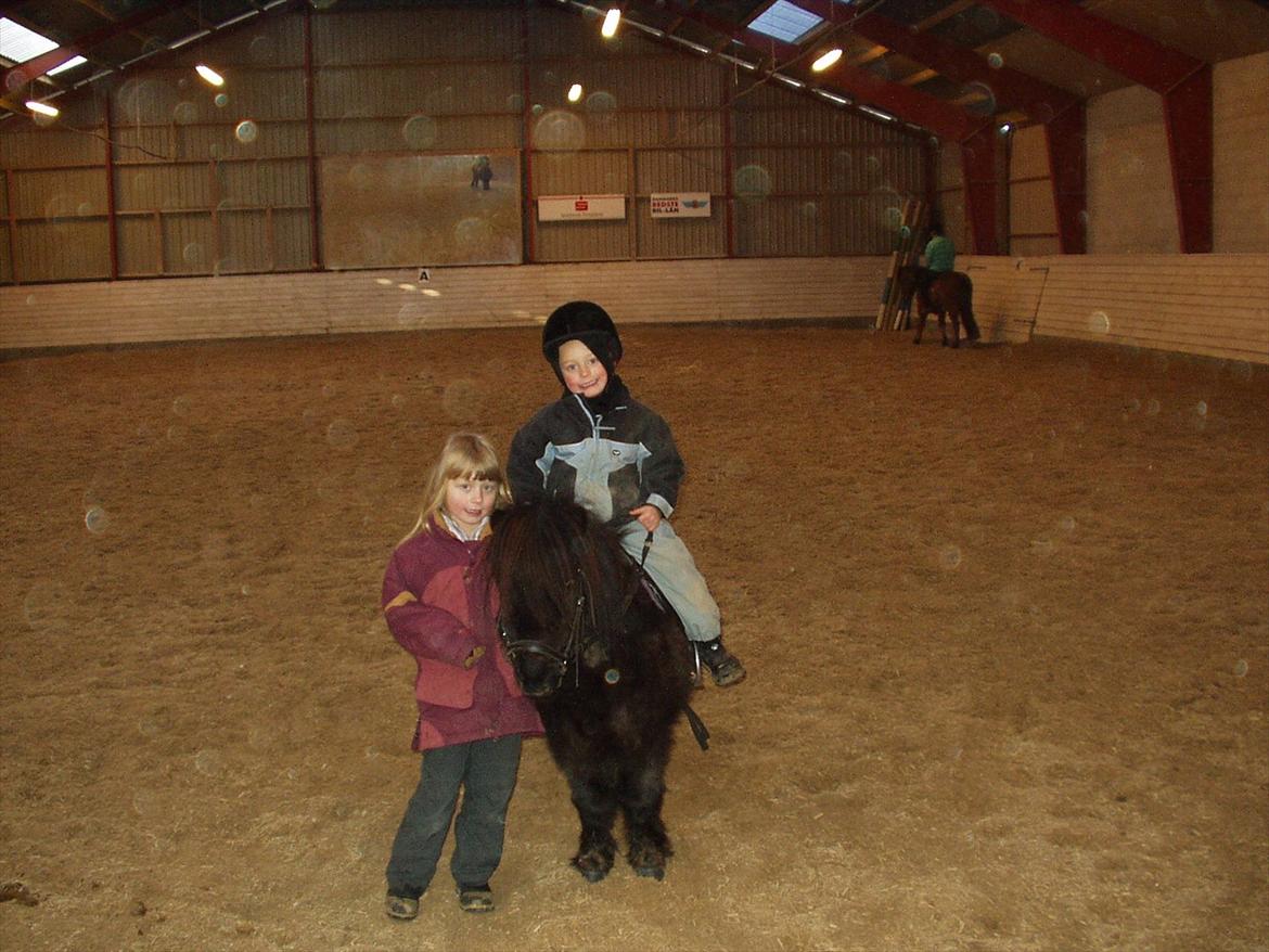 Shetlænder Lise billede 8