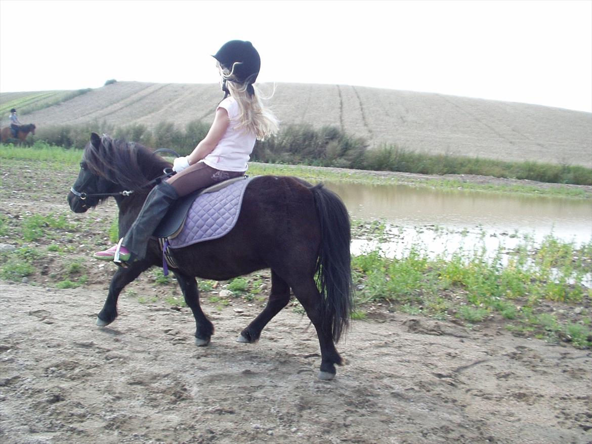 Shetlænder Lise billede 9