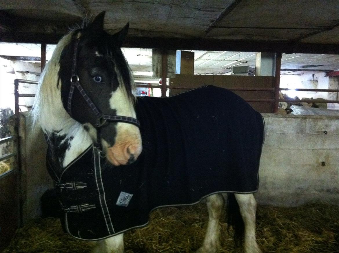 Tinker Hjortholm's Nova - Prinsessen... ;) billede 12