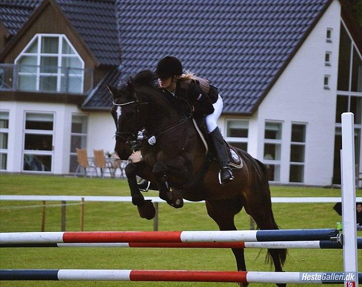 Welsh Cob (sec D) TECNO the WINNER billede 20
