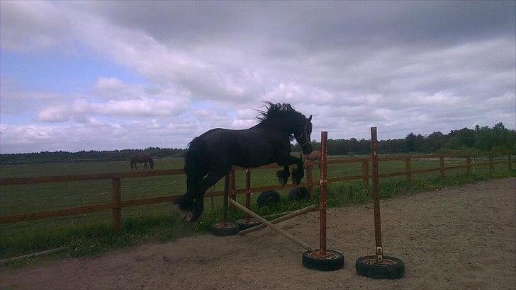 Frieser Rocky Van het zand( himmelhest) :( - Den hest kan  virkelig sparke røv! højr over!:O billede 16