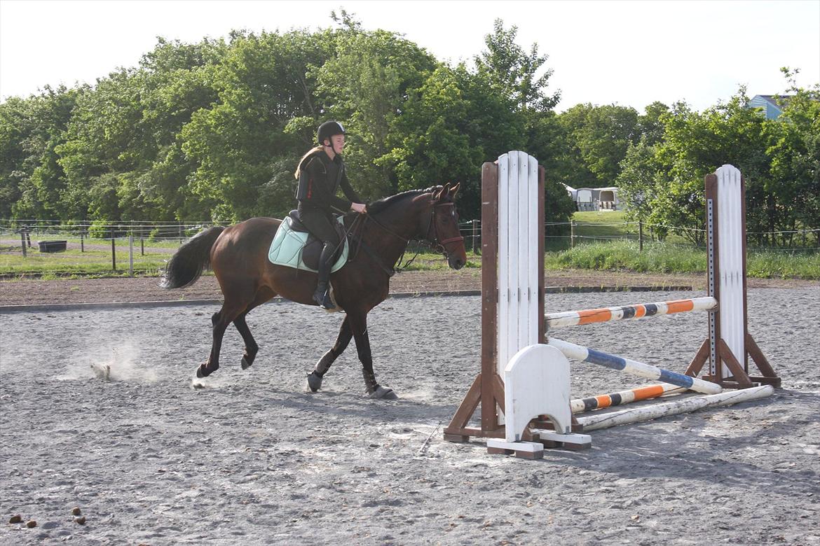 Dansk Varmblod Lærkegaardens Lazette - Første springtime og første gang jeg springer på hende :D<3 billede 13