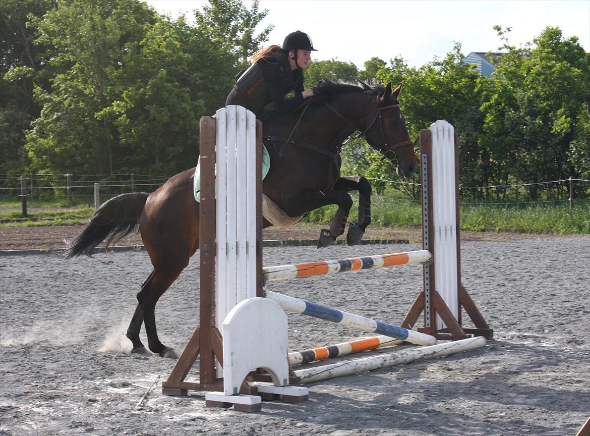 Dansk Varmblod Lærkegaardens Lazette - Første springtime og første gang jeg springer på hende :D<3 billede 14