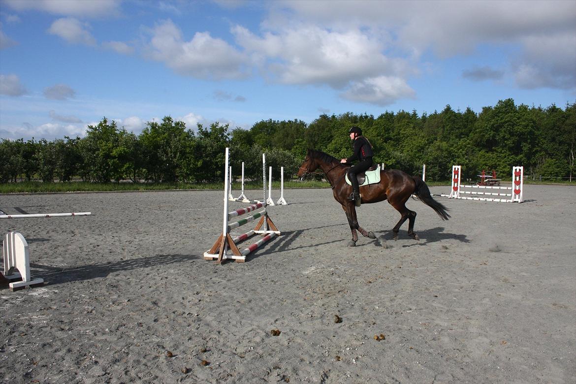 Dansk Varmblod Lærkegaardens Lazette - Første springtime og første gang jeg springer på hende :D<3 billede 15