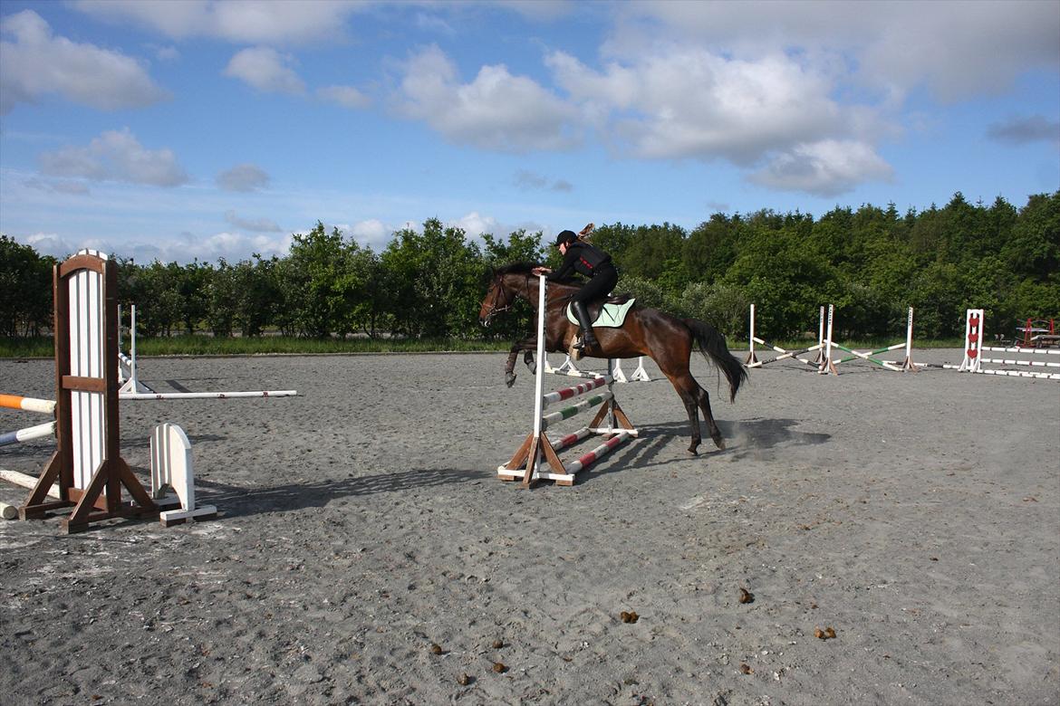 Dansk Varmblod Lærkegaardens Lazette - Første springtime og første gang jeg springer på hende :D<3 billede 16