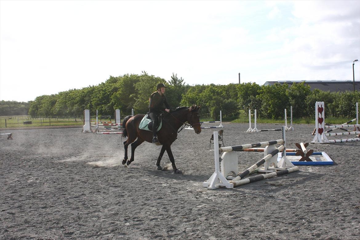 Dansk Varmblod Lærkegaardens Lazette - Første springtime og første gang jeg springer på hende :D<3 billede 17