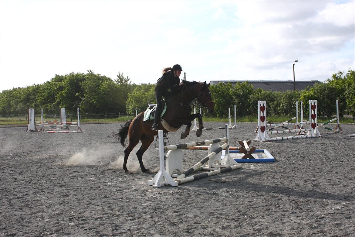 Dansk Varmblod Lærkegaardens Lazette - Første springtime og første gang jeg springer på hende :D<3 billede 18