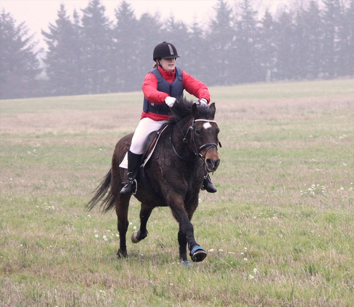 Anden særlig race Kavello - Opløb Hubertusjagt, Solvang.
November 2011

Billedet er taget af Marianne Eiby billede 16