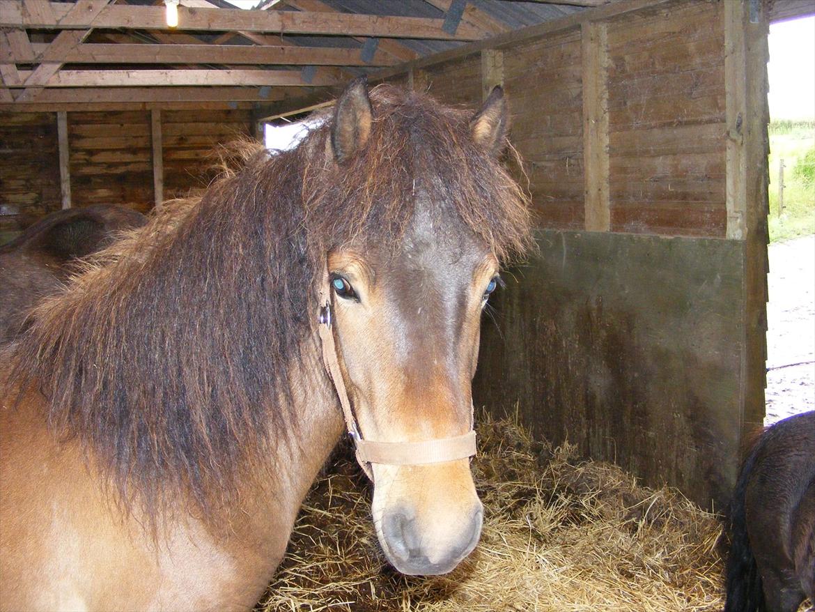 Islænder Tryllingur fra Tågehuse billede 9
