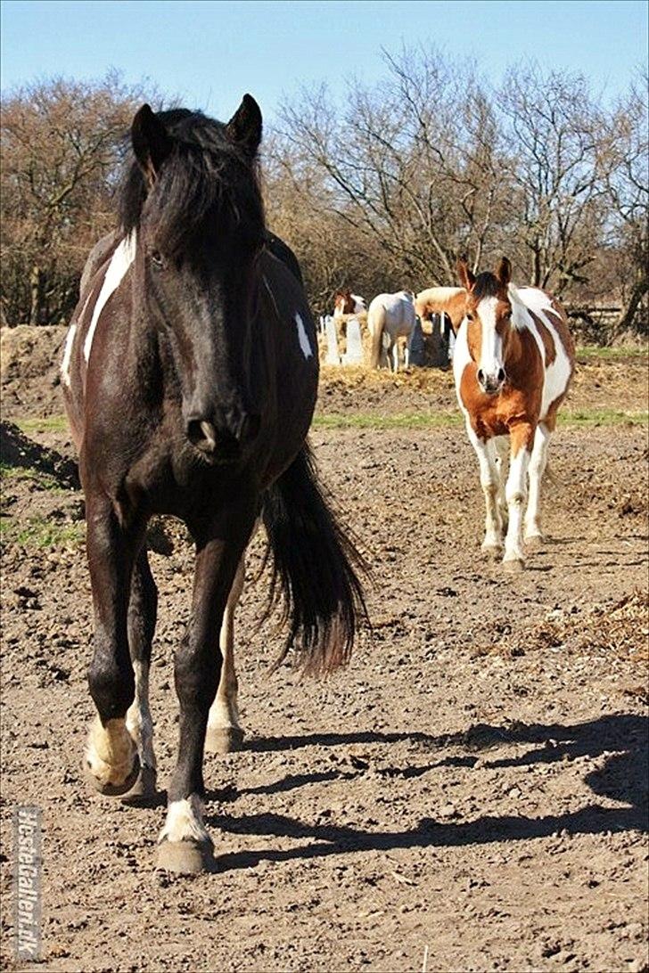 Barockpinto Amadeus Van Nassau  - Marts 2012 - foto af Signe billede 4