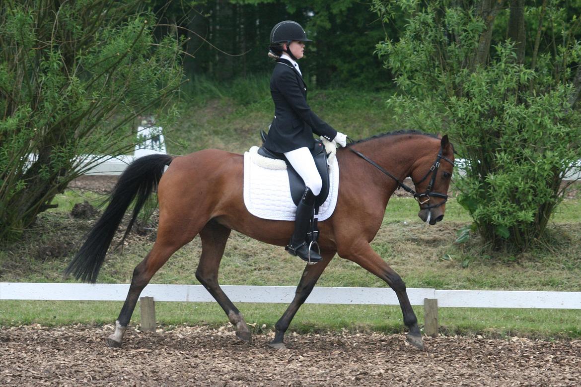 Hollandsk Sportspony Orchid's Dynamite - Morsø 2012 - LB3 71,08% + 1. plads <3 billede 3