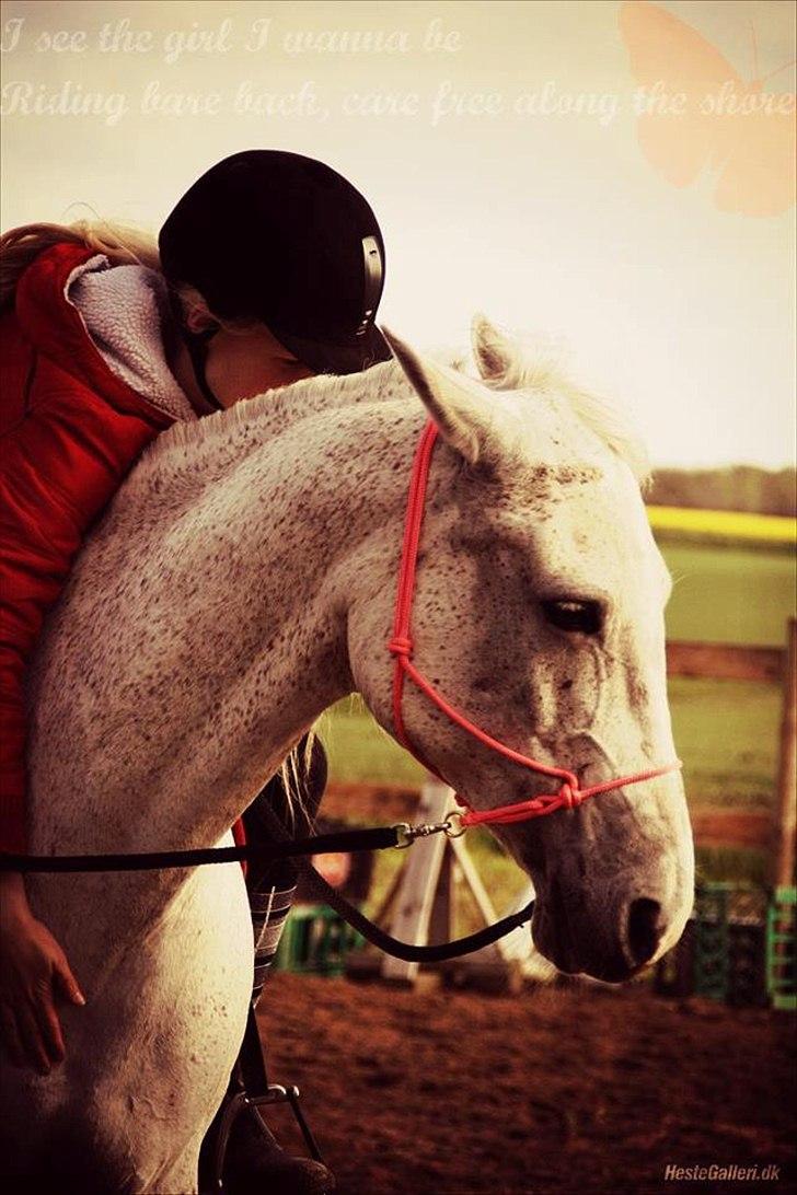 Shagya Araber (SH) Sv's O'balina Lightwood<3 - I see the girl i I wanna be.. riding bareback, care free along the shore<3
Foto: Kao
Redigering: Kao billede 3