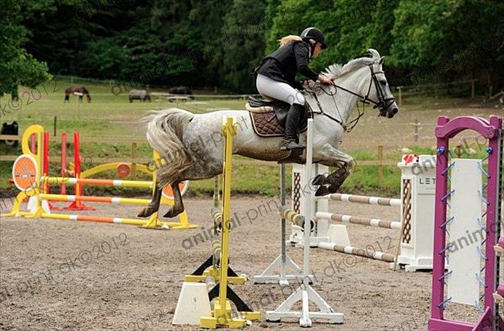 Tysk Sportspony Toscana - LB** på egen - hun fløj, så dygtig hest billede 10