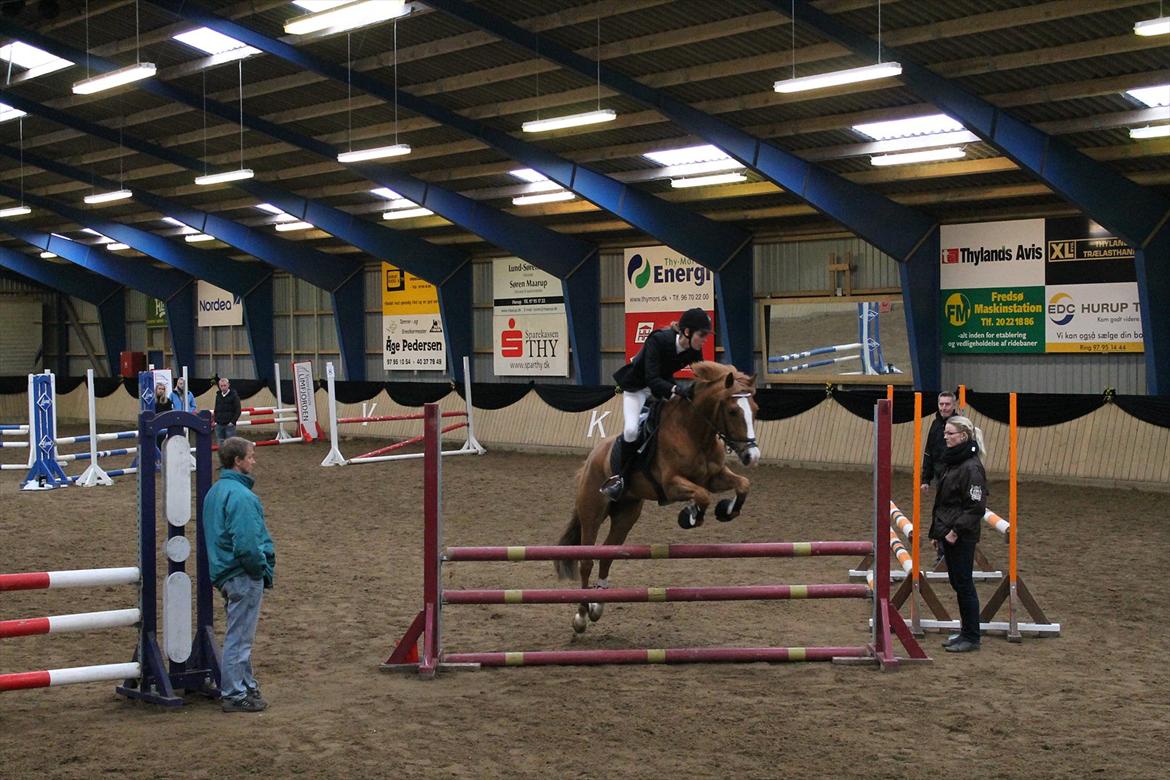 New Forest Remontes Gee-Gee -B-pony - - jeg skrev dit navn i sandet, men bølgerne tog det

 jeg skræv dit navn med blade, men vinden tog det

 jeg skrev dit navn med slik, men min søster spiste det

 jeg skrev dit navn i mit hjerte, og der vil det altid være. billede 6