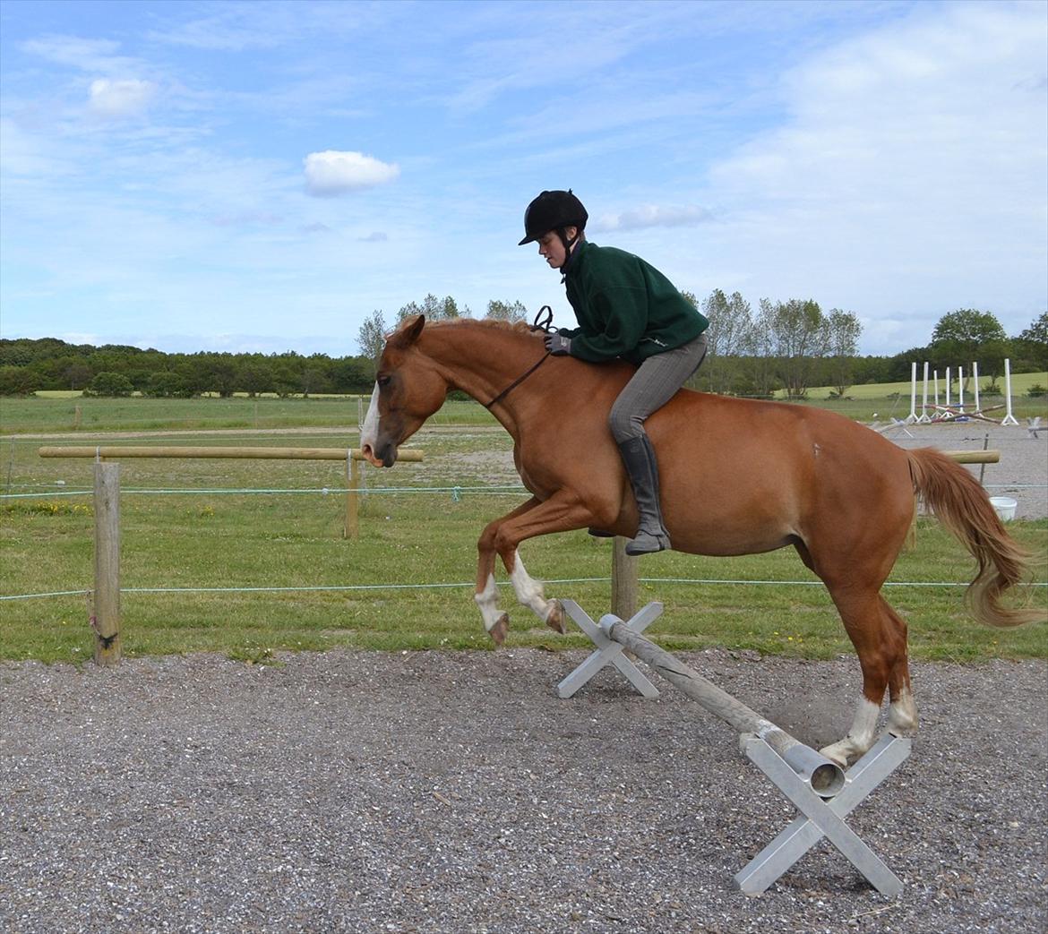 Anden særlig race Aichah - Springning i cordeo! :D billede 9