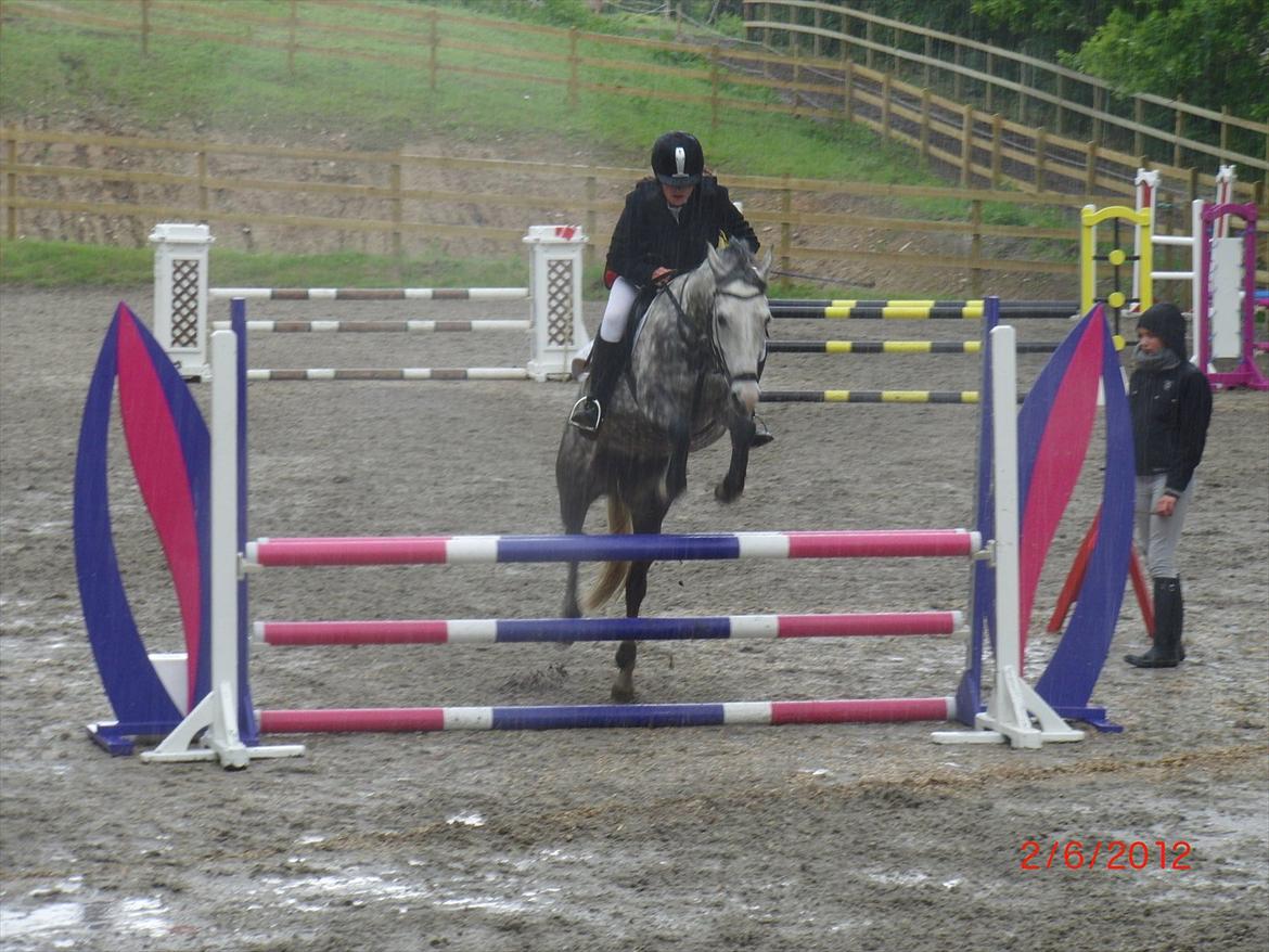 Anden særlig race Olympia <33 *Solgt* billede 15