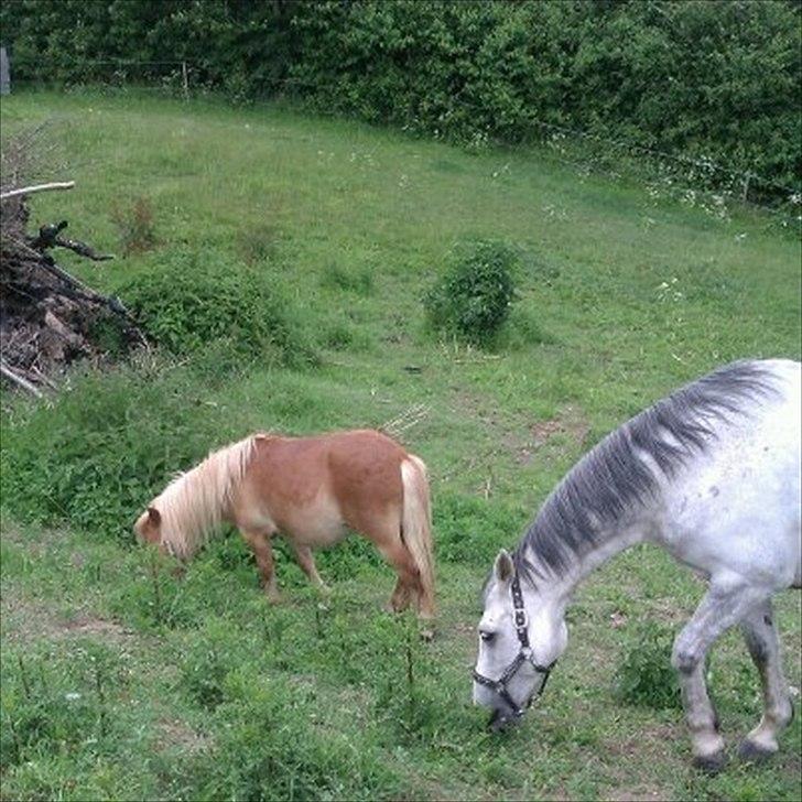 Shetlænder Sam  - Sam og Bob<3 billede 2