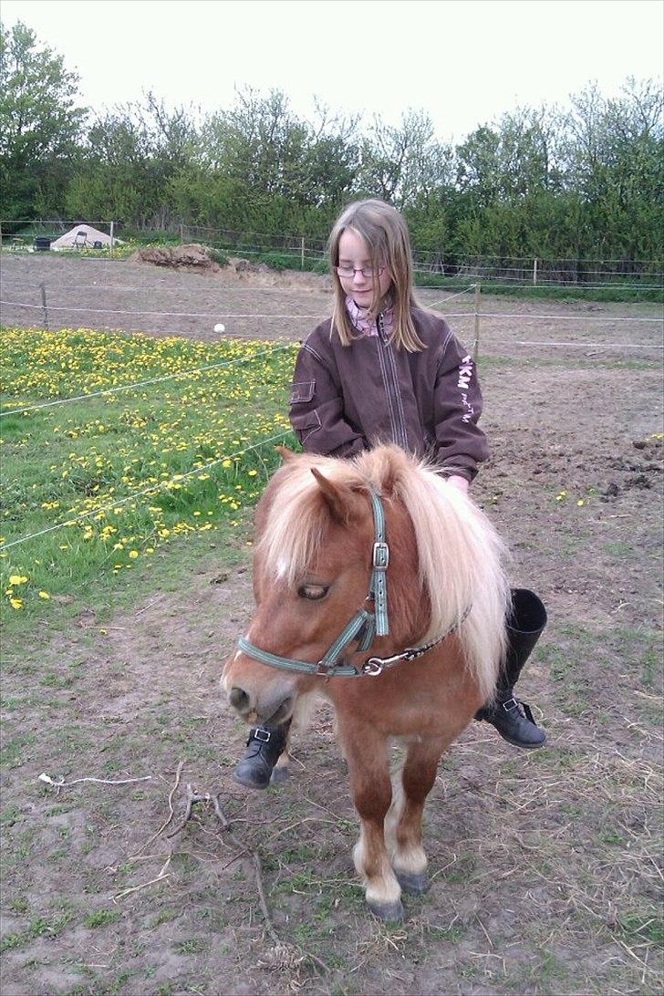 Shetlænder Sam  - Catrine og Sam<3 billede 1