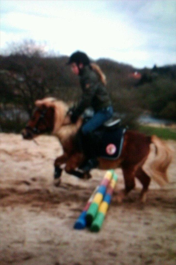 Shetlænder Sam  - Celine og Sam hopper<3 billede 3